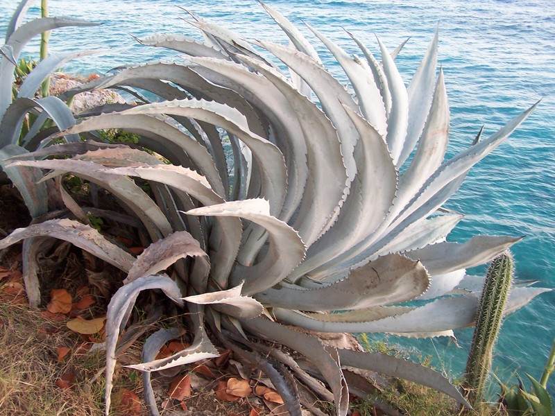 100_4527.JPG