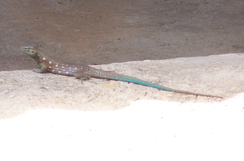 100_4596.JPG