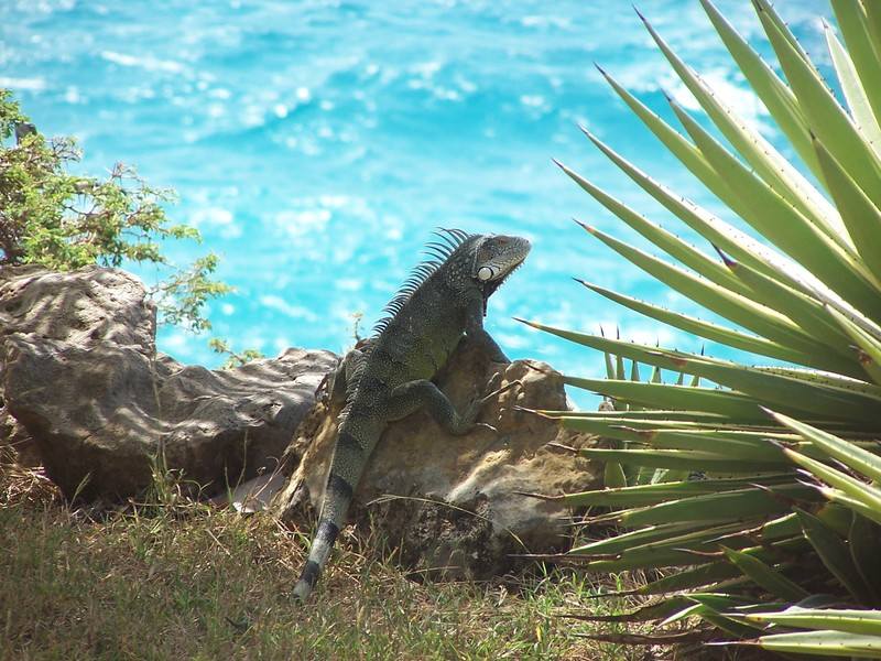 Iguana