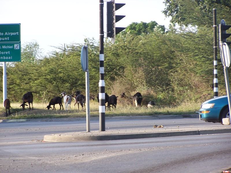 Goats roaming around
