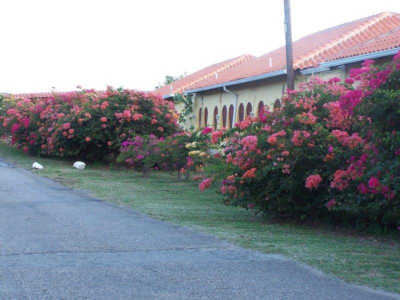 Beautiful flowers! Sunset Waters Beach Resort