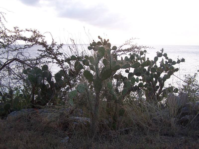 Prickely Pear Cactus
