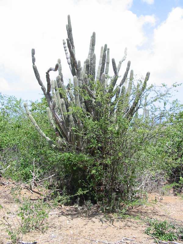 Cactus and more pokey stuff