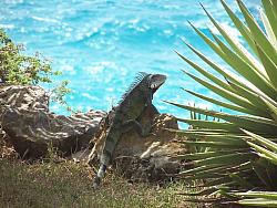 Iguana