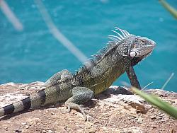 Iguana
