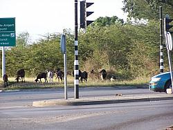 Goats roaming around