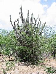 Cactus and more pokey stuff