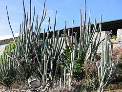 Cacti