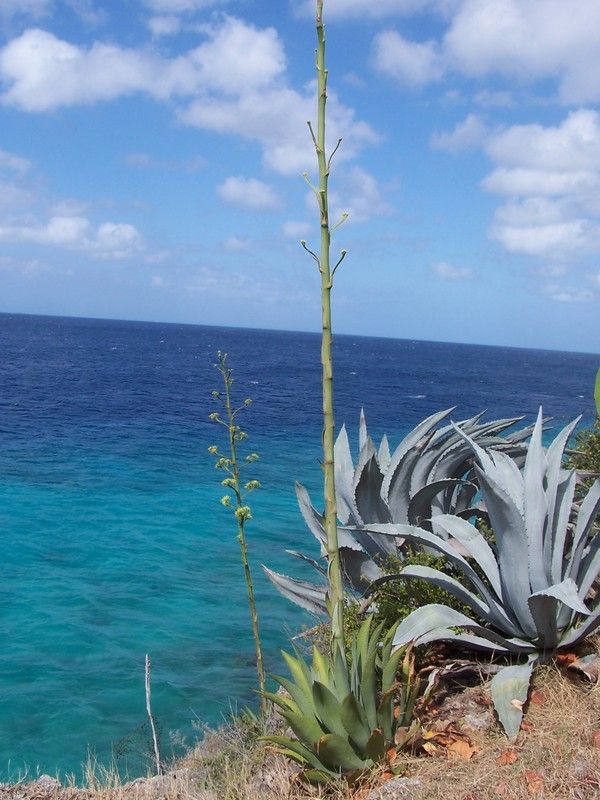 Photo Century plant. Stalk grows and flowers every 10 years.